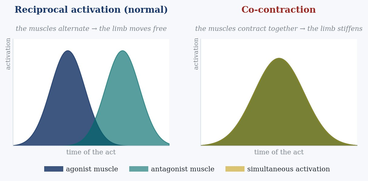 Figure 4. Alternating activation versus co-contraction. On the left, the normal pattern: agonist and antagonist take turns, the limb moves freely. On the right, co-contraction: the two muscles fire together, and the limb stiffens against itself. It is the signature measured in affected golfers. Original illustration for teaching purposes.