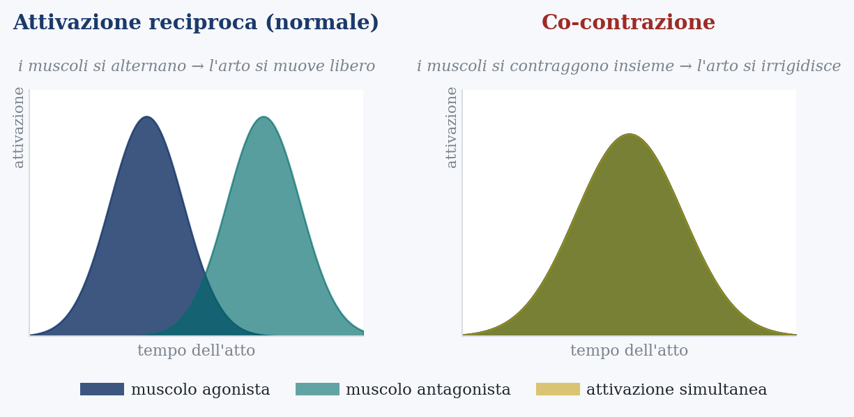 Figure 4. Alternating activation versus co-contraction. On the left, the normal pattern: agonist and antagonist take turns, the limb moves freely. On the right, co-contraction: the two muscles fire together, and the limb stiffens against itself. It is the signature measured in affected golfers. Original illustration for teaching purposes.